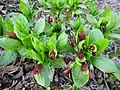 Scopolia carniolica fresh Spring growth with abundant flowers, old arboretum, Finland.