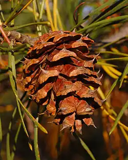 Cone closeup
