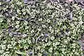 Scurvy-grass growing in the central reservation of the A1120 in the UK.