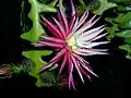 Flower side
