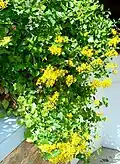 In a garden patio