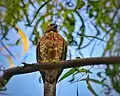Shikra in Gurgaon, India