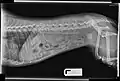 X-ray showing large struvite in bladder (egg-shaped mass to left of femur)