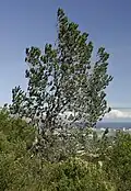 A Silvertree growing on the slopes of Silwerboomkloof.