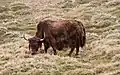 Yak