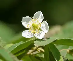 "flowers and foliage"