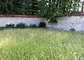 Castle Wall 2 Mass Grave