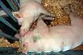 Pigs, 2007