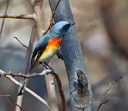 P. c. malabaricus India