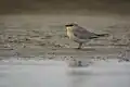 In Gajoldoba Wetlands
