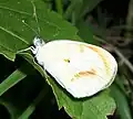 Underside