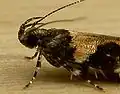 Smooth-scaled head of moth Stegasta variana (family Gelechiidae)