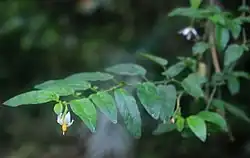 Solanum sodiroi