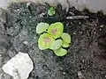 Young Coleus sprouting vibrant red new leaves.