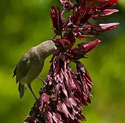 Melianthus major