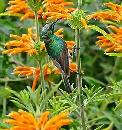 Leonotis leonurus