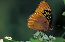 Diana fritillary