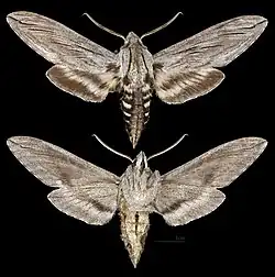 Sphinx libocedrus