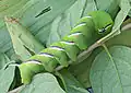 Caterpillar