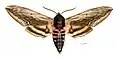 Male, dorsal side