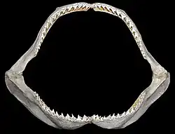 Jaws