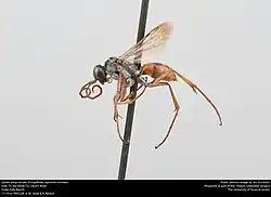 A. mintaka (female)
