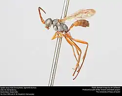 A. faceta (male)