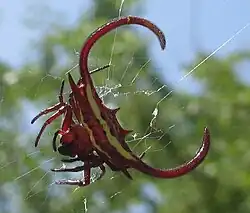 G. falcicornis Mecúfi District, Mozambique
