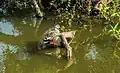 Spot-billed duck