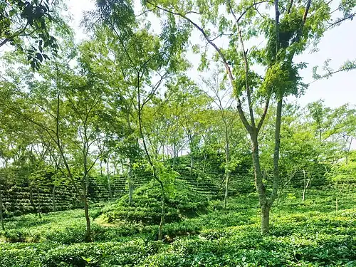 Tea gardens of Sreemangal