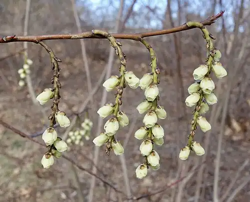 Shoot with inflorescences