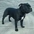 A Staffordshire Bull Terrier is of of small to medium size.