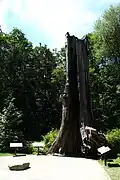 The tree in 2014