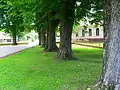 Old chestnut trees
