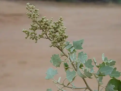 ʻĀheahea (C. oahuense)