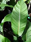 Heliconia stricta (Dwarf Jamaican) leaf at a nursery on Maui