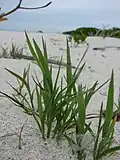 Lepturus repens