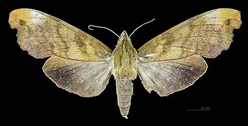 Female dorsal view