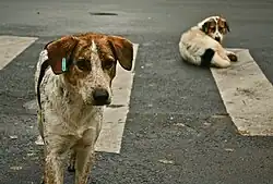 Perro sato (Canis familiaris)