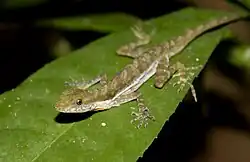 Norops:, About 190 species from Mexico, Central and South America, Cuba, Jamaica, Cayman and Bahamas (shown: Norops poecilopus)