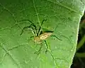 Captured at night