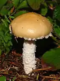 Stropharia ambigua