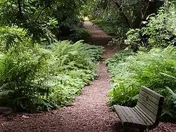 Redwood trail