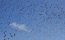 Flock of starlings