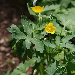 A blooming plant in North Carolina