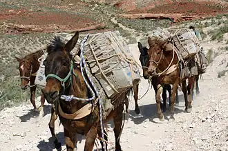 Carrying the mail in rural Arizona (2008)