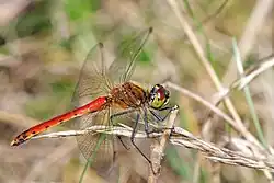Sympetrum depressiusculum