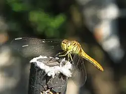 Almost adult female
