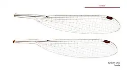Female wings