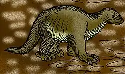 Neocnus comes